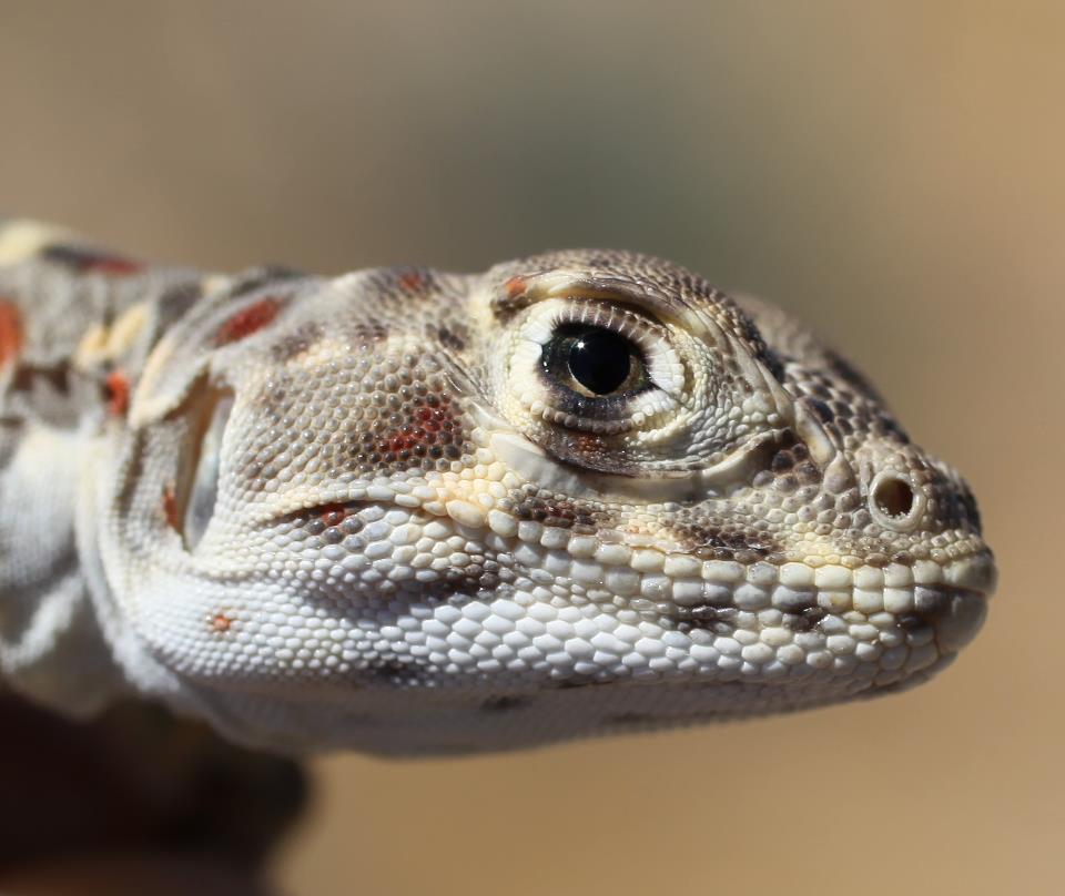 Closeup of the face of a Blunt-Nosed Leopard Lizard 