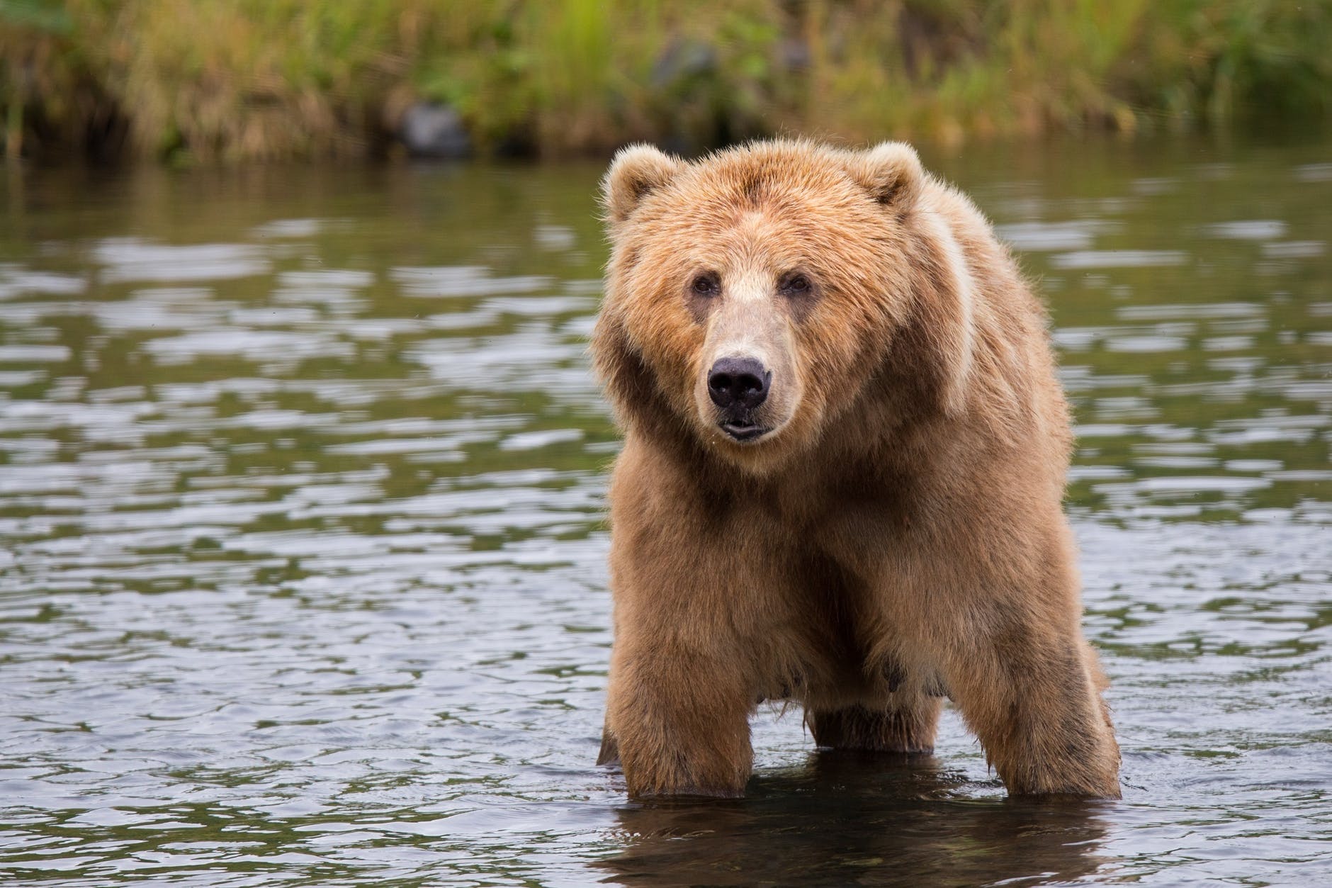 an adult bear standing in water