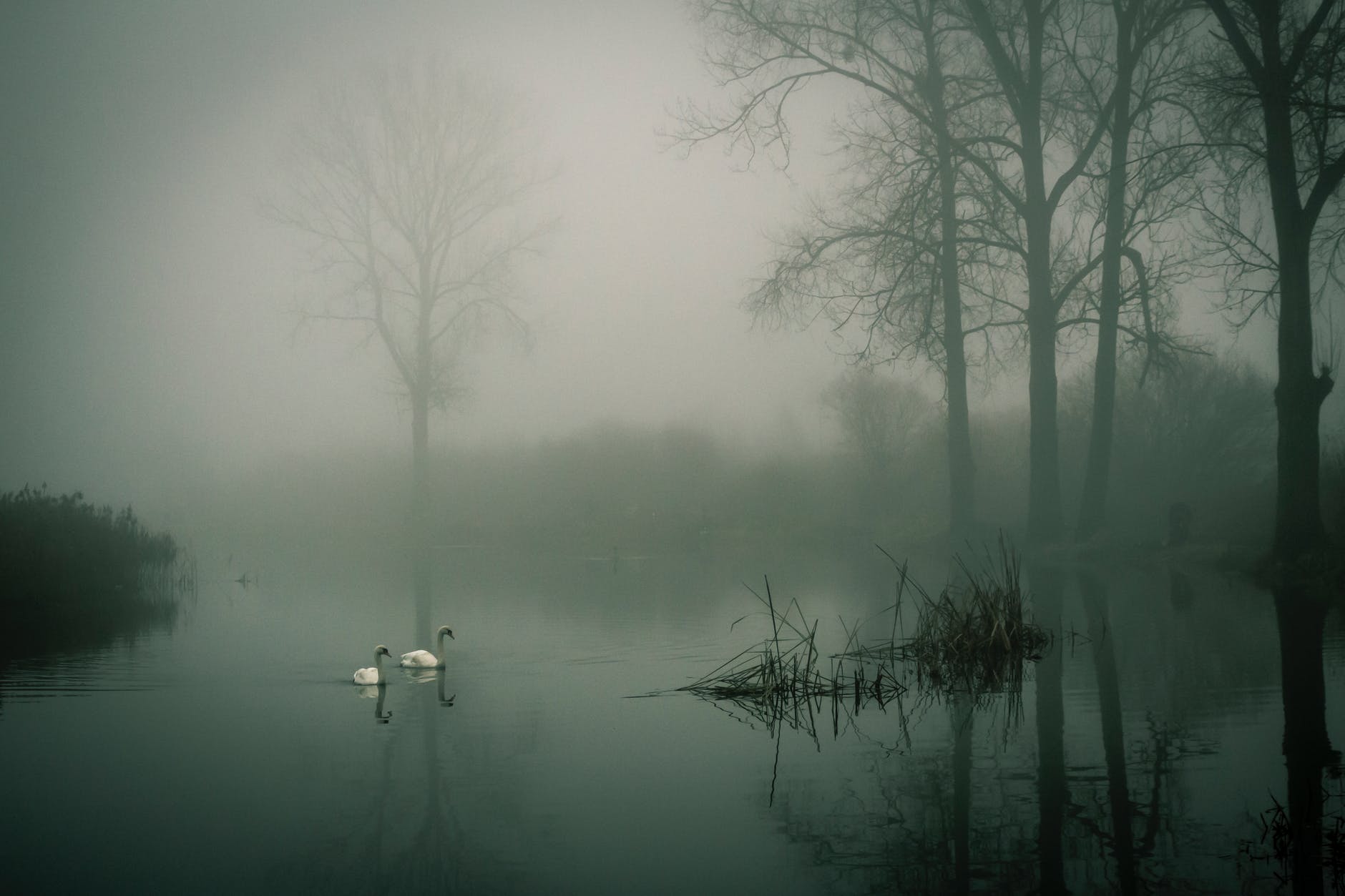 extreme fog clouds a lake with 2 swan